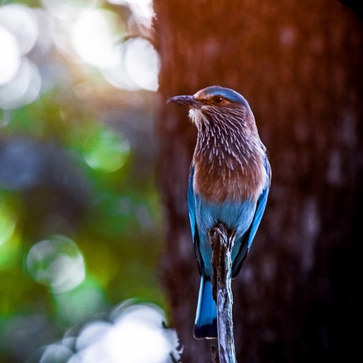 Bird Watching at Pench National Park