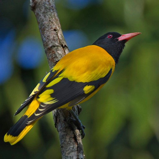 Bird Watching at Chitwan National Park Bird Watching at Chitwan National Park