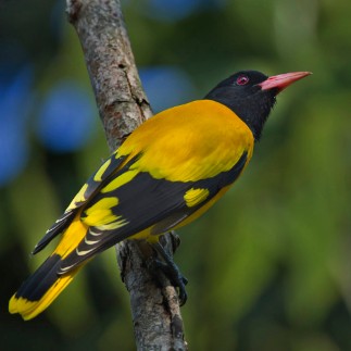 Bird Watching at Chitwan National Park Bird Watching at Chitwan National Park