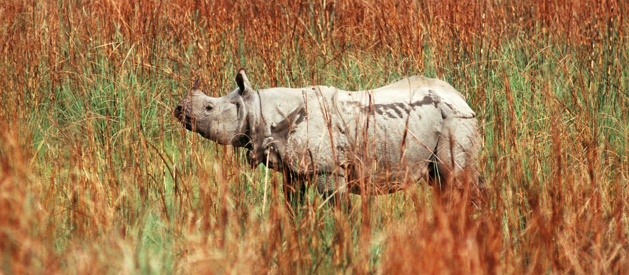 alternate text for image
