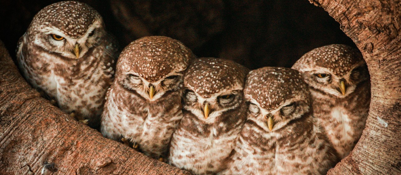 Birds Watching at Kanha National Park