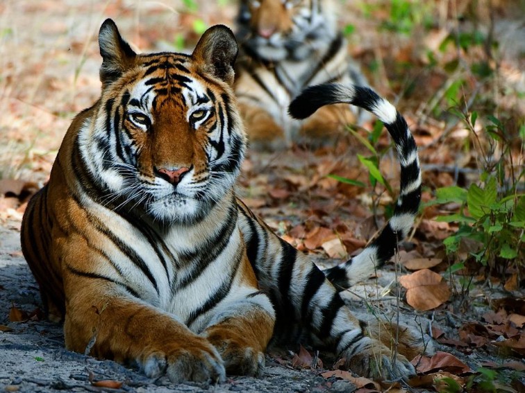 Tiger Safaris Panna National Park Tiger Safaris Panna National Park