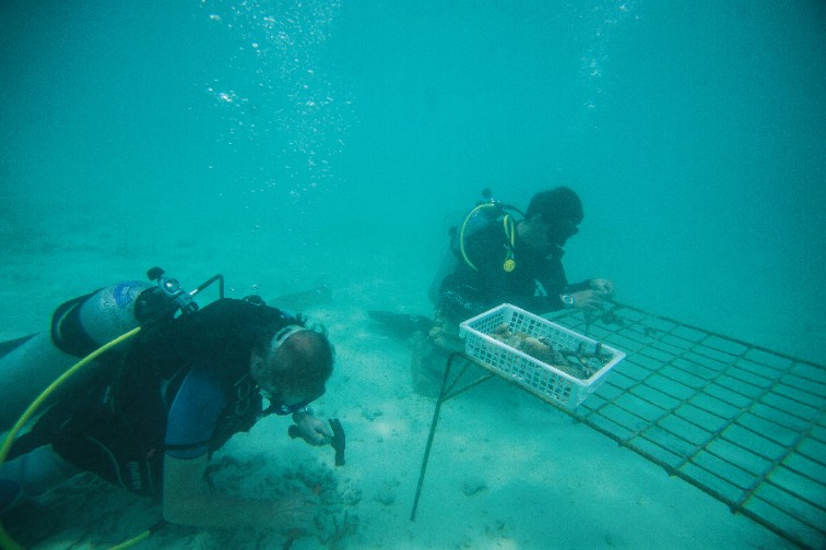 Coral Regeneration Initiative at Vivanta By Taj Coral Reef, Maldives - 3x2